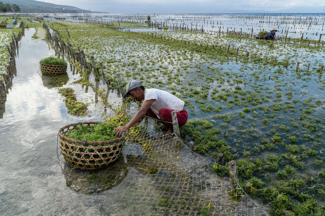 Farmer collecting a crop