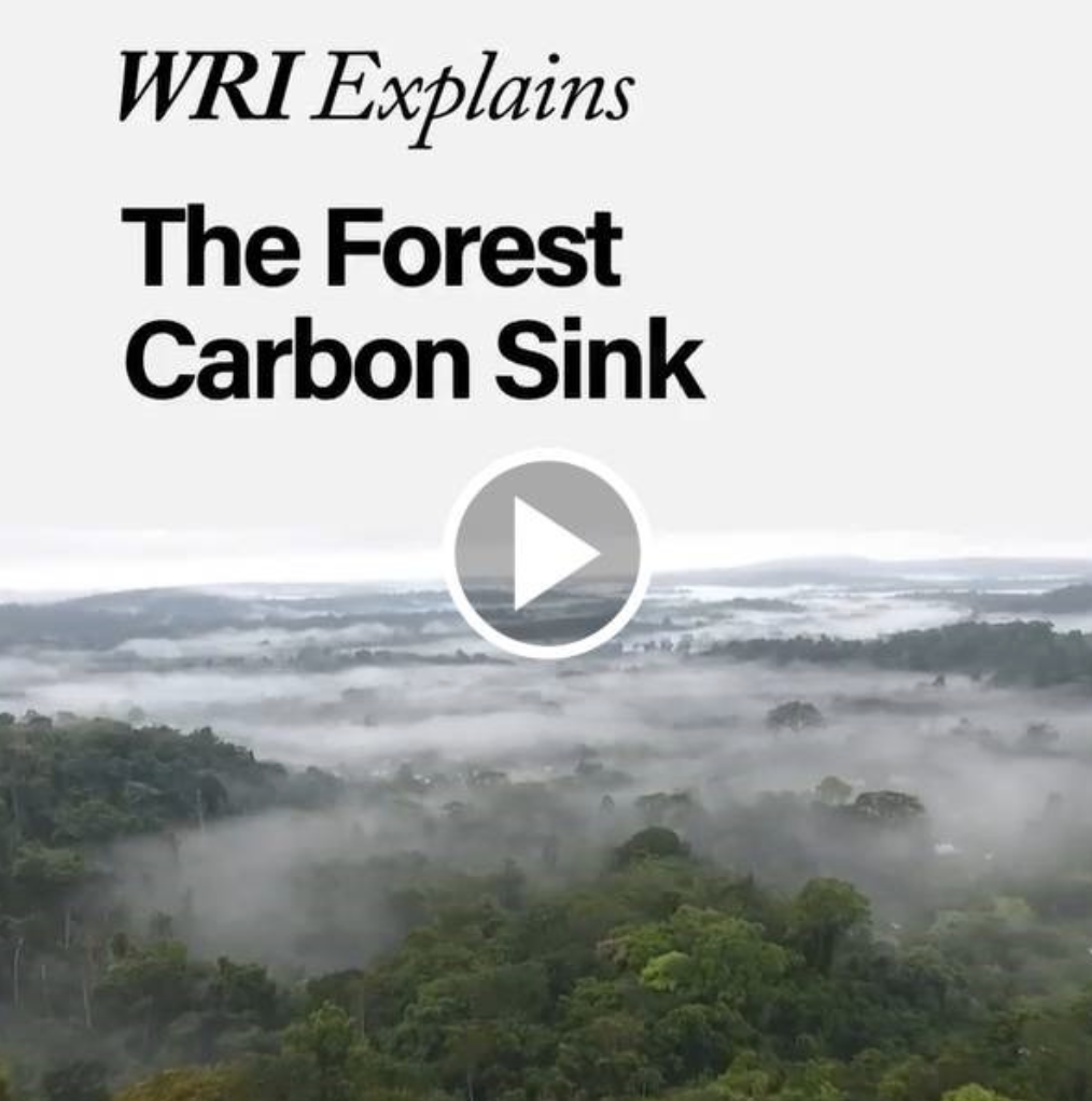 WRI Explains The Forest Carbon Sink