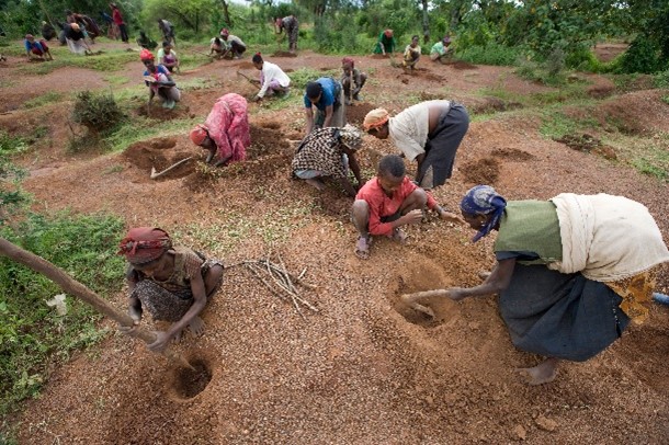 Villagers Planting Trees