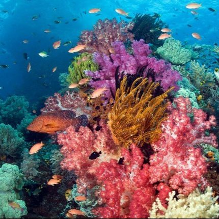 Ocean wildlife
