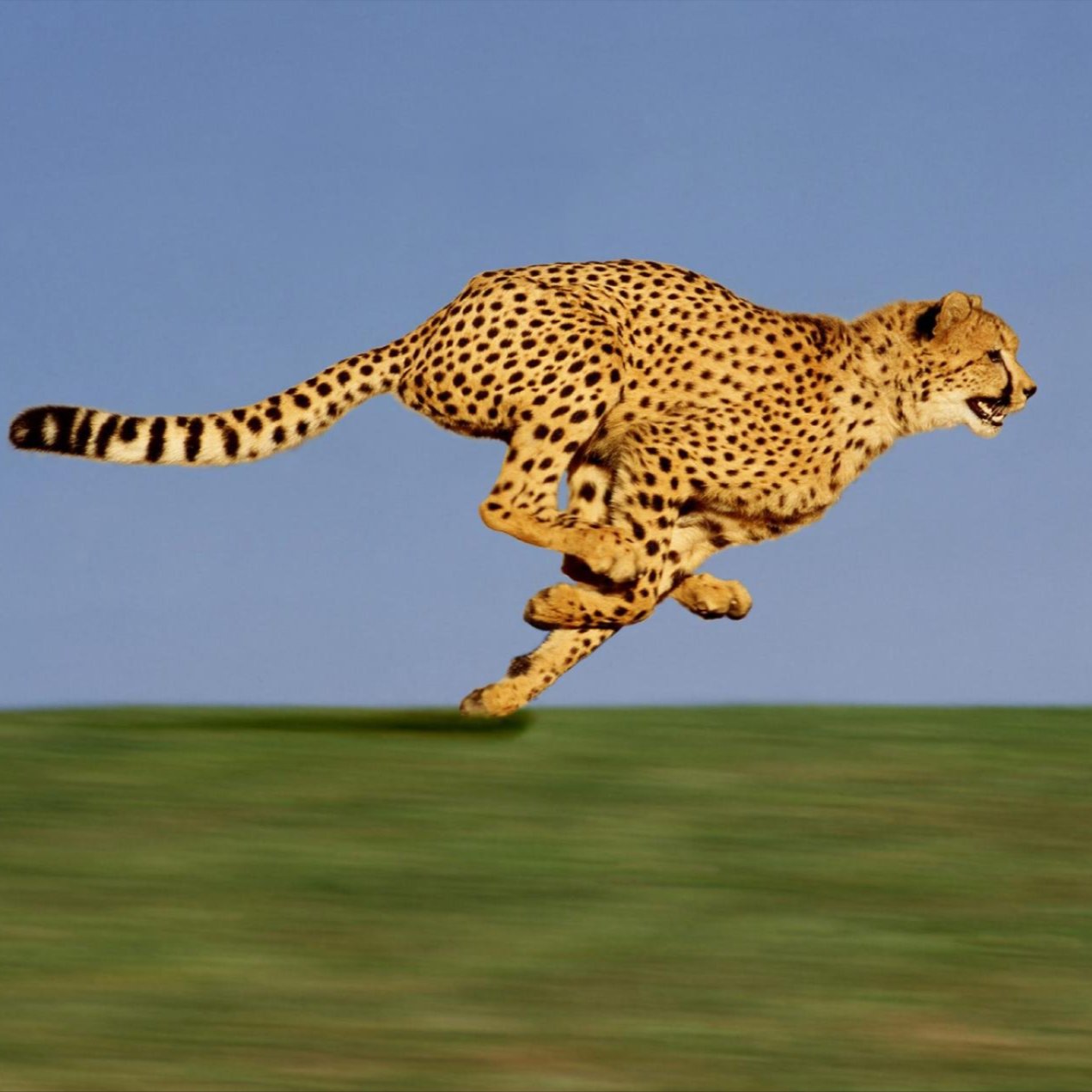 Cheetah