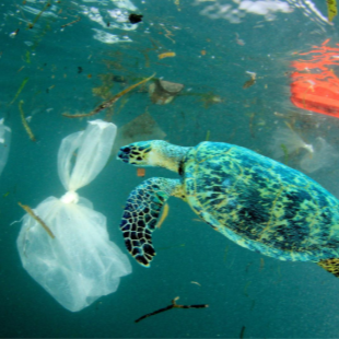 Sea turtle swimming around plastic