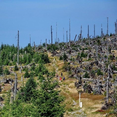 Forest on a hill