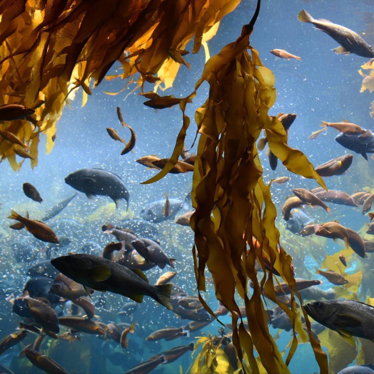 Kelp
