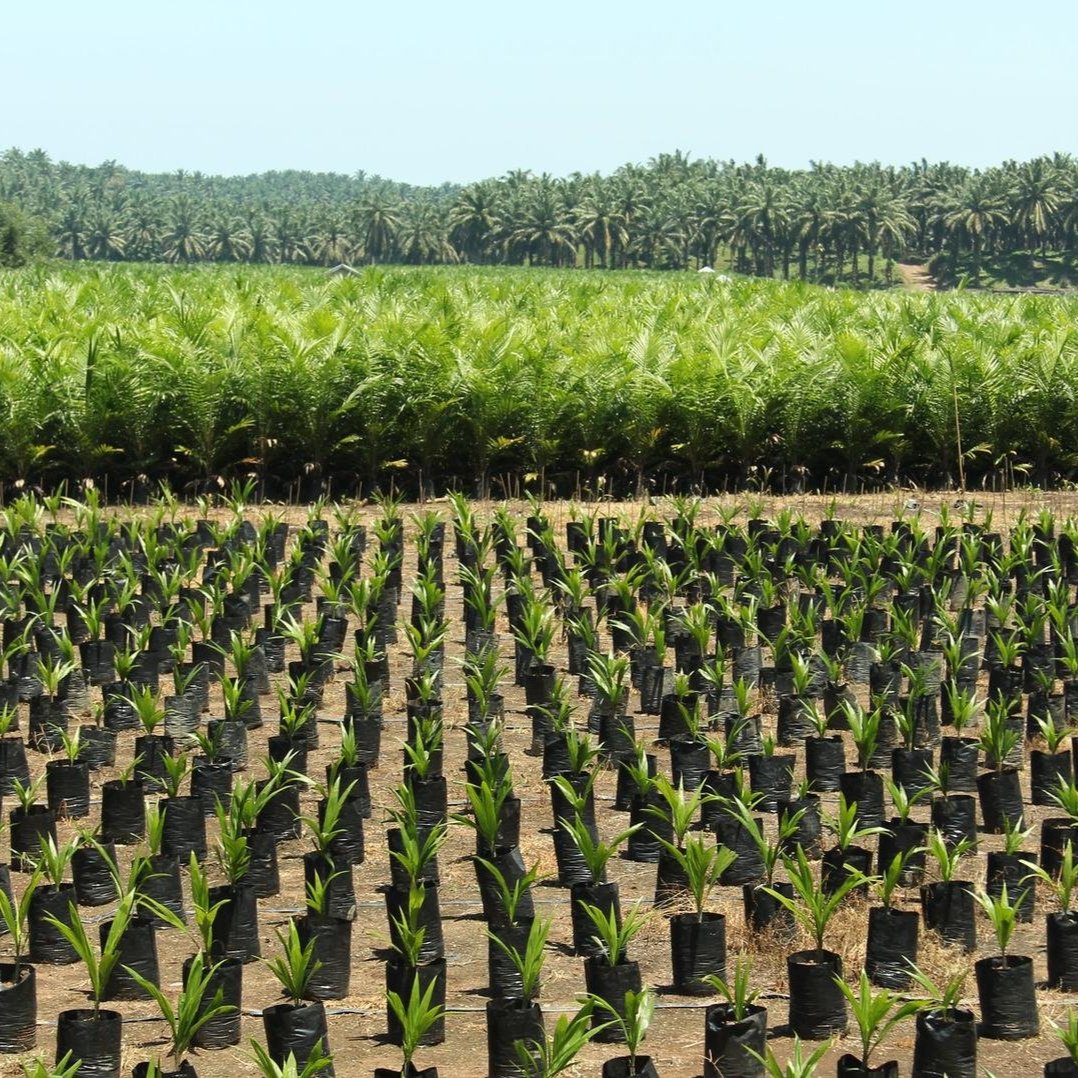 Crops
