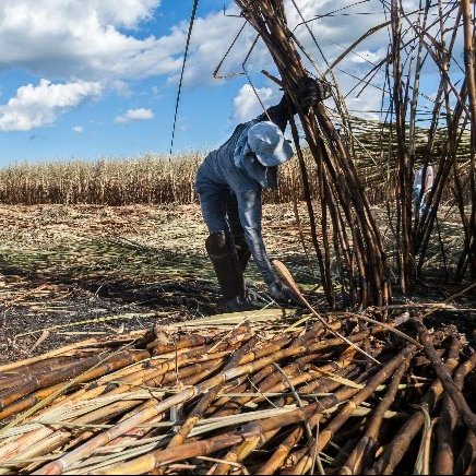 A person in a field harvesting his crops