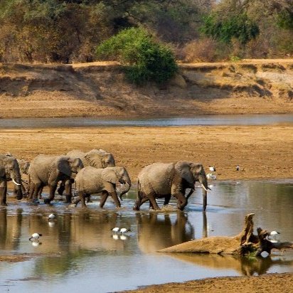 Elephants walking together