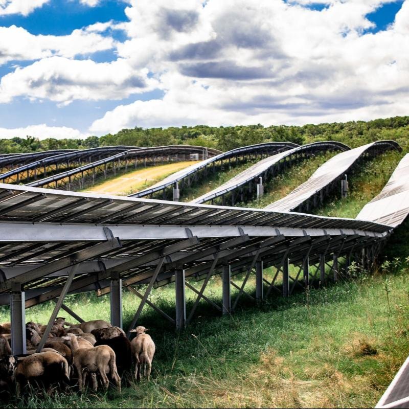 Goats standing under solar panels