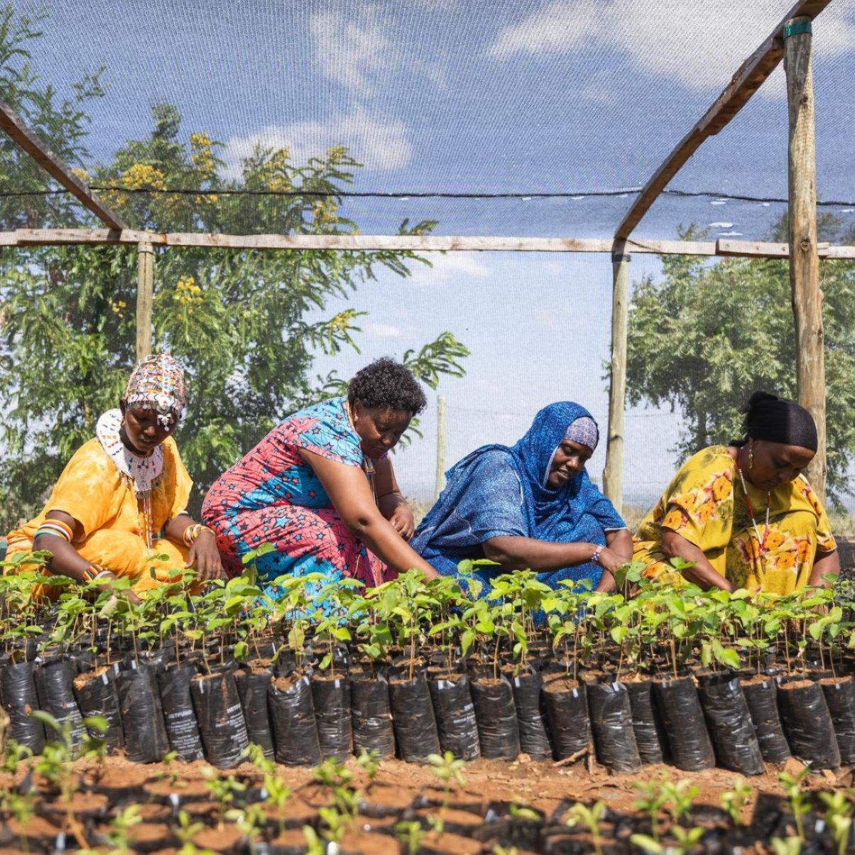 Partner farmers from Marsabit, working with the International Tree Foundation