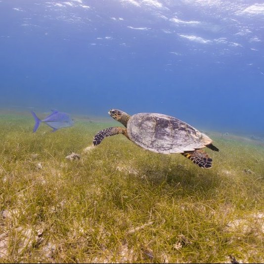 Sea turtle