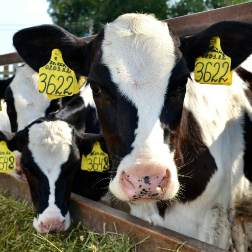 Cows