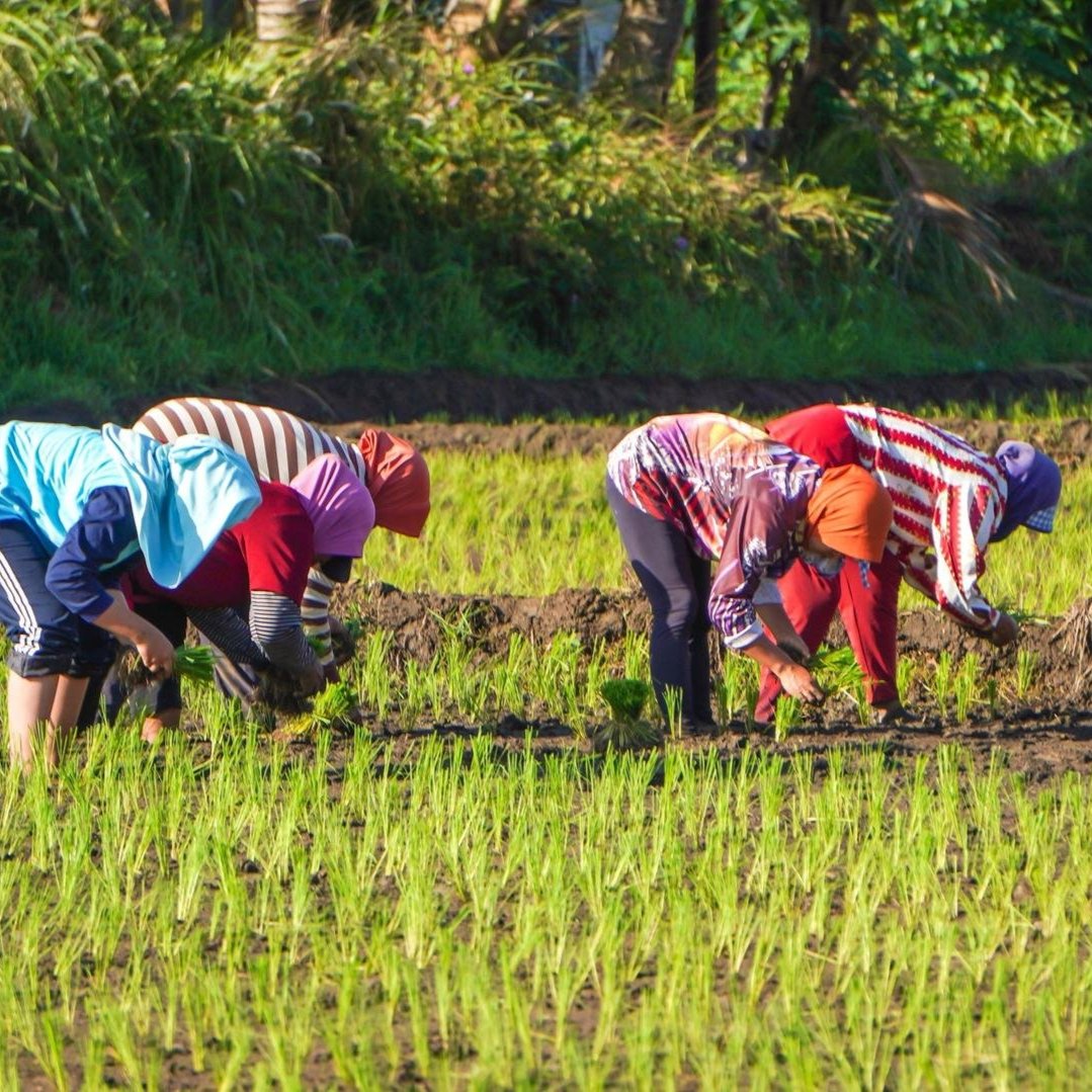 People tending to crops