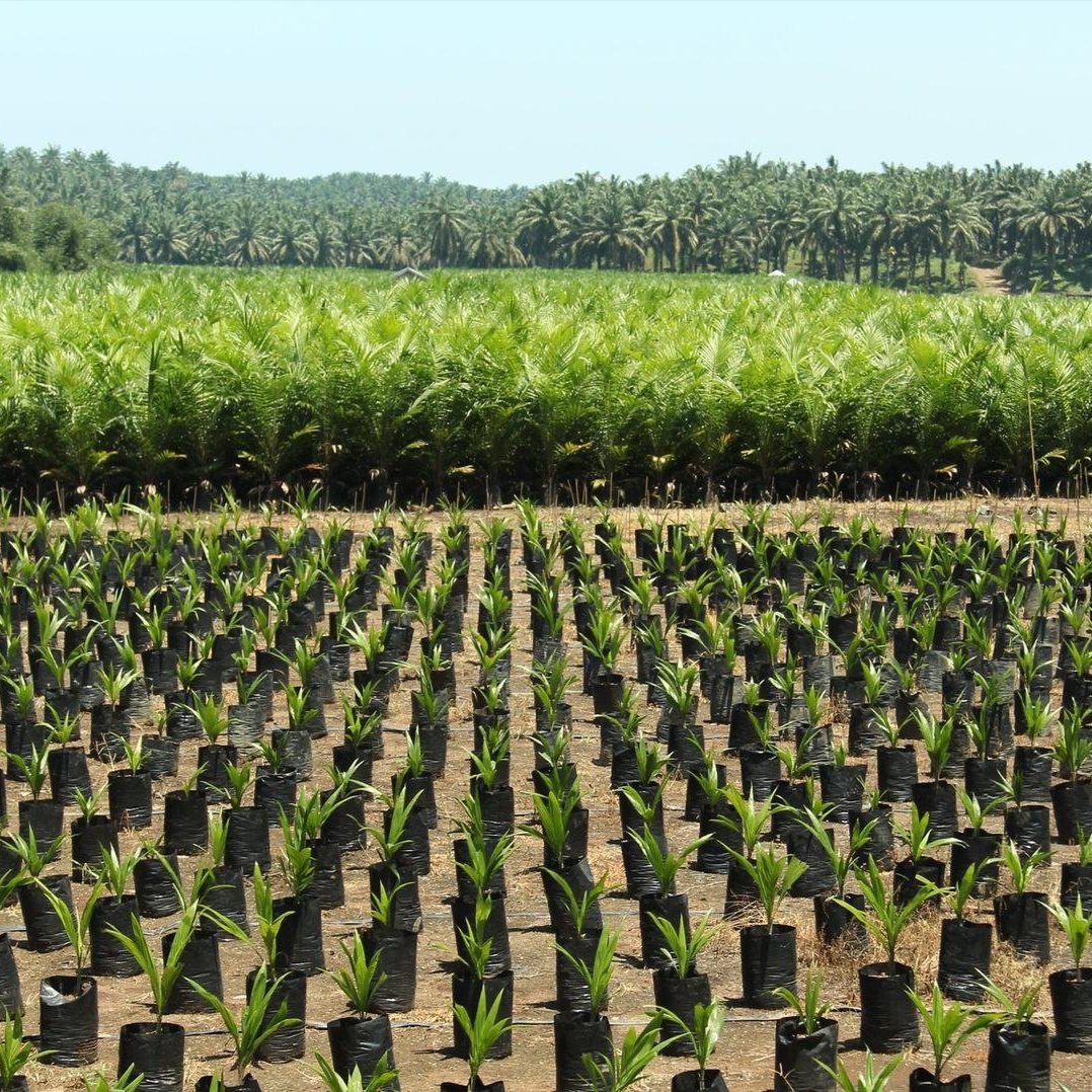 An oil palm nursery near Bengkulu, Sumatra
