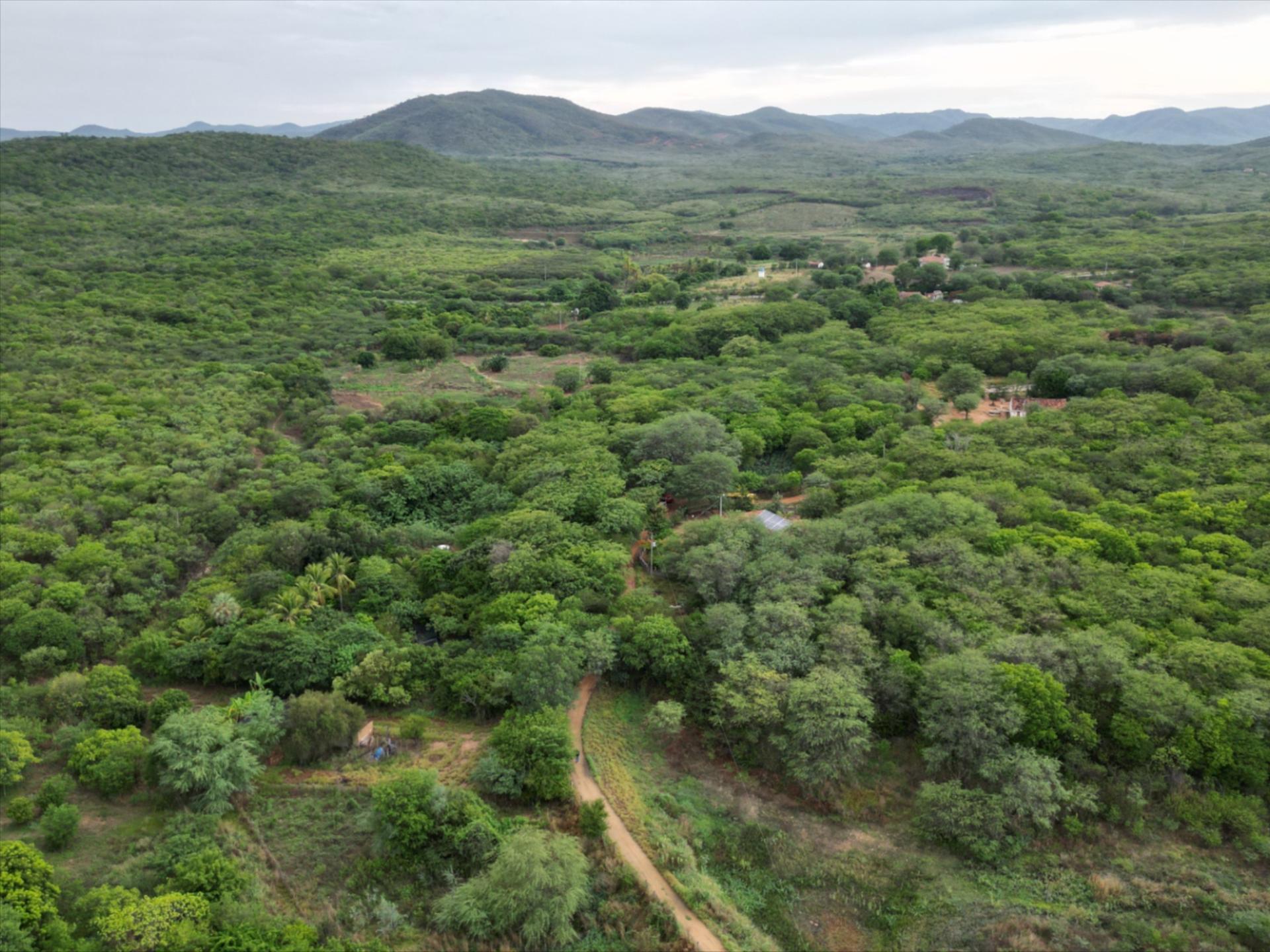 Caatinga e sustentabilidade