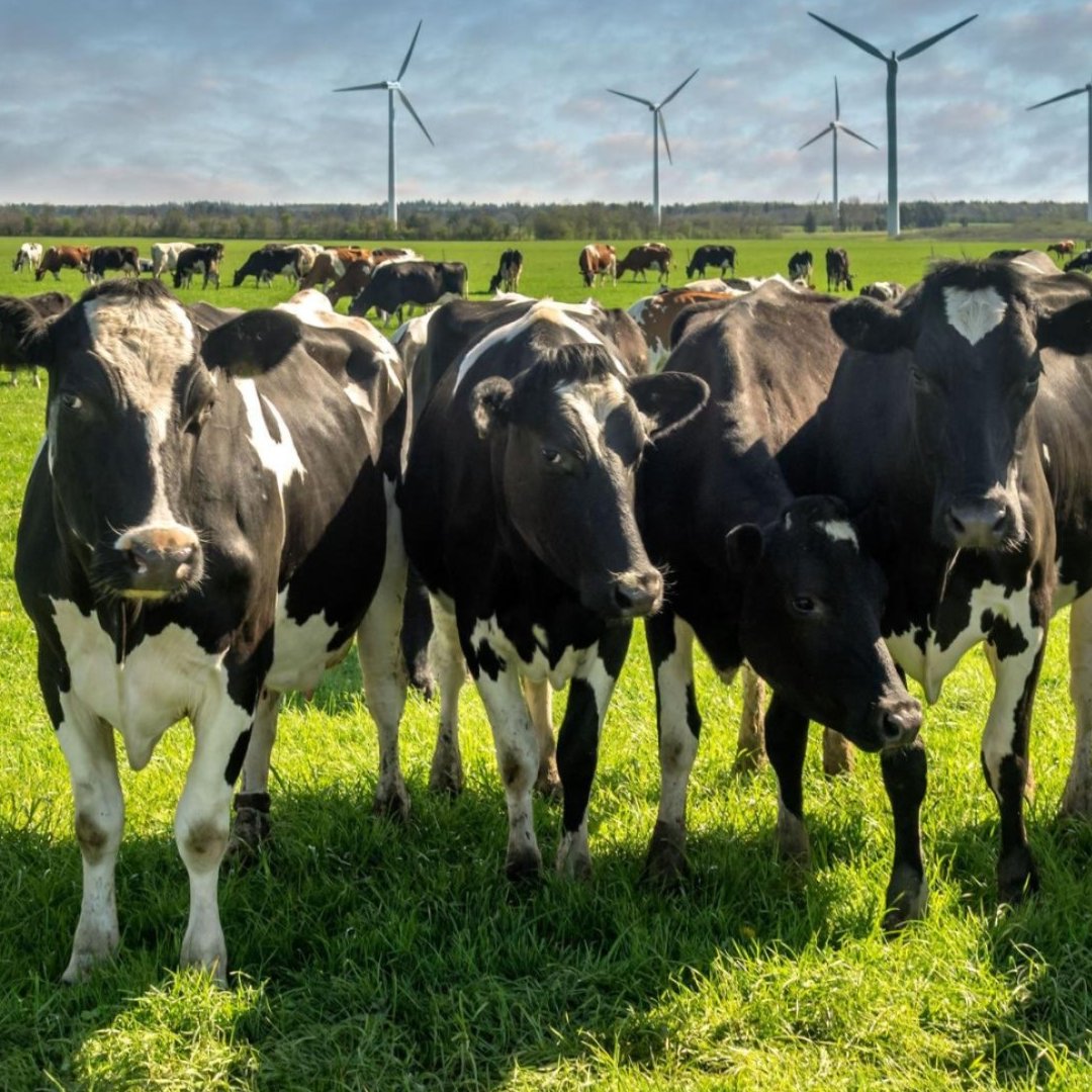 Cows graze in a meadow with wind turbines in the background