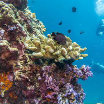 Coral reef