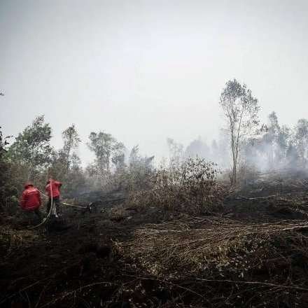 Peat subsidence