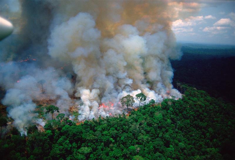 Forest fire