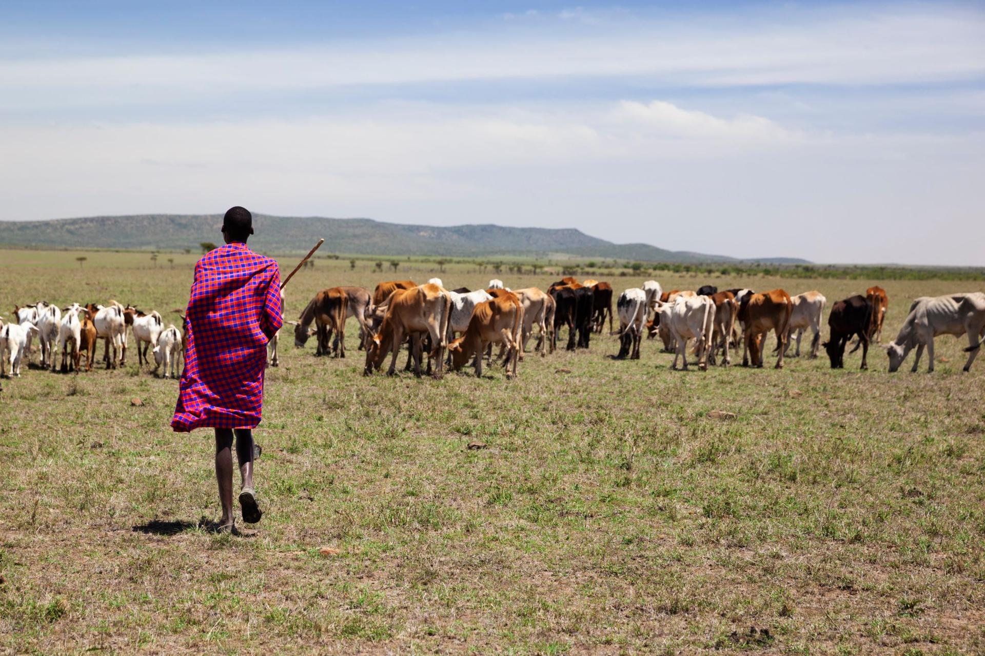 A Maasai herdsman driving his livestock across the savannah in Kenya's Naboisho Conservancy. Grassland-grazed livestock are a critical source of food and income, particularly in underdeveloped regions. 