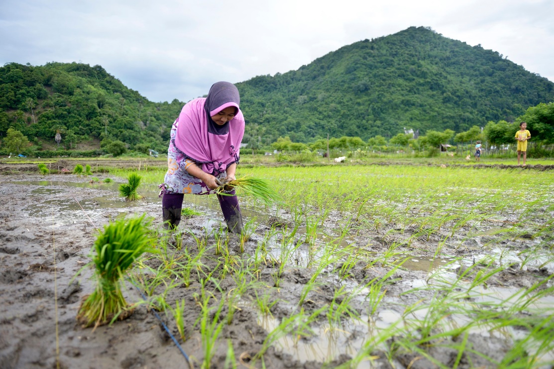 A farmer picking produce from the ground