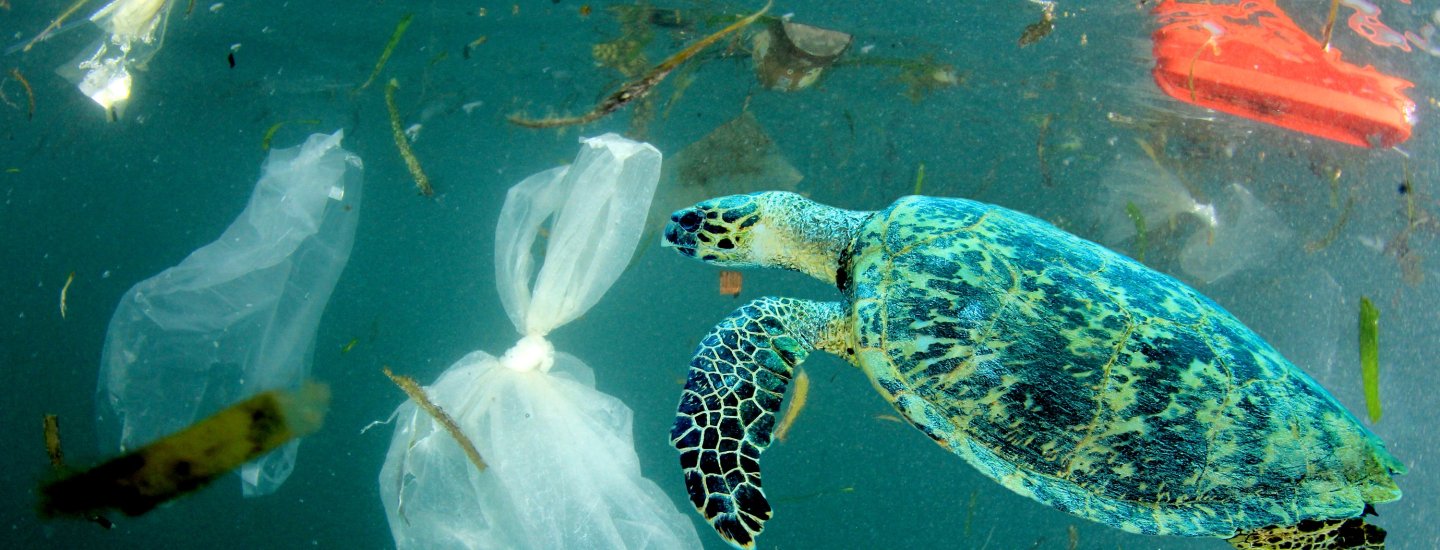 Sea turtle swimming around plastic