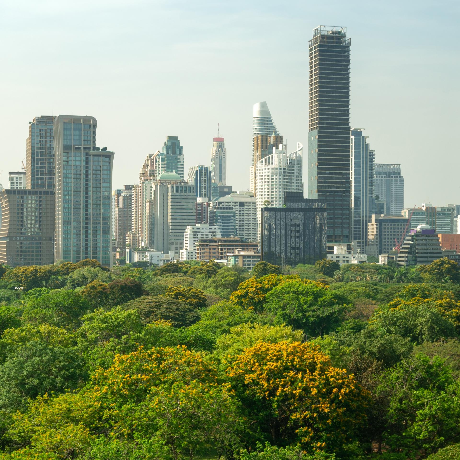 Urban landscape behind a forest.